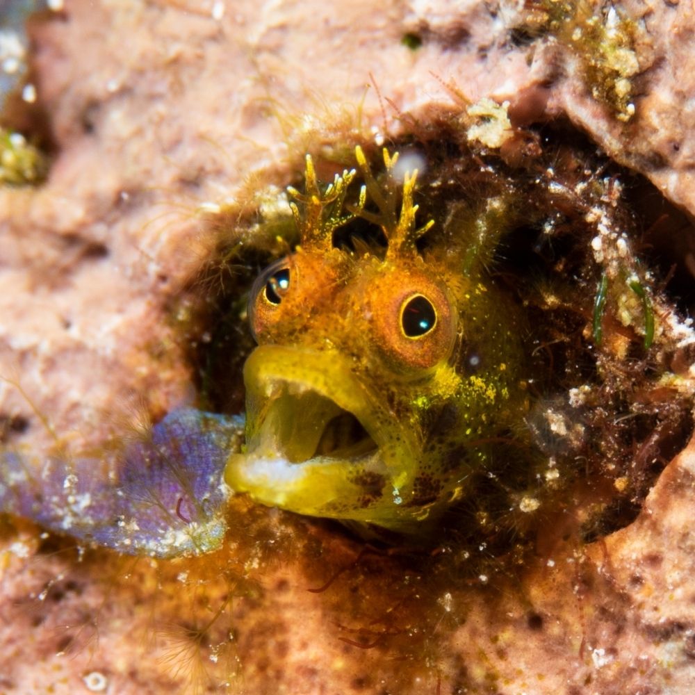 Underwater photography in Grand Cayman 1