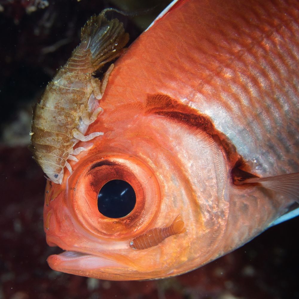 Night Diving 4