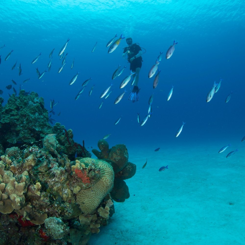 Shore Diving 1