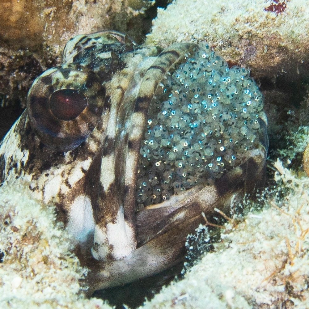 Shore Diving 6