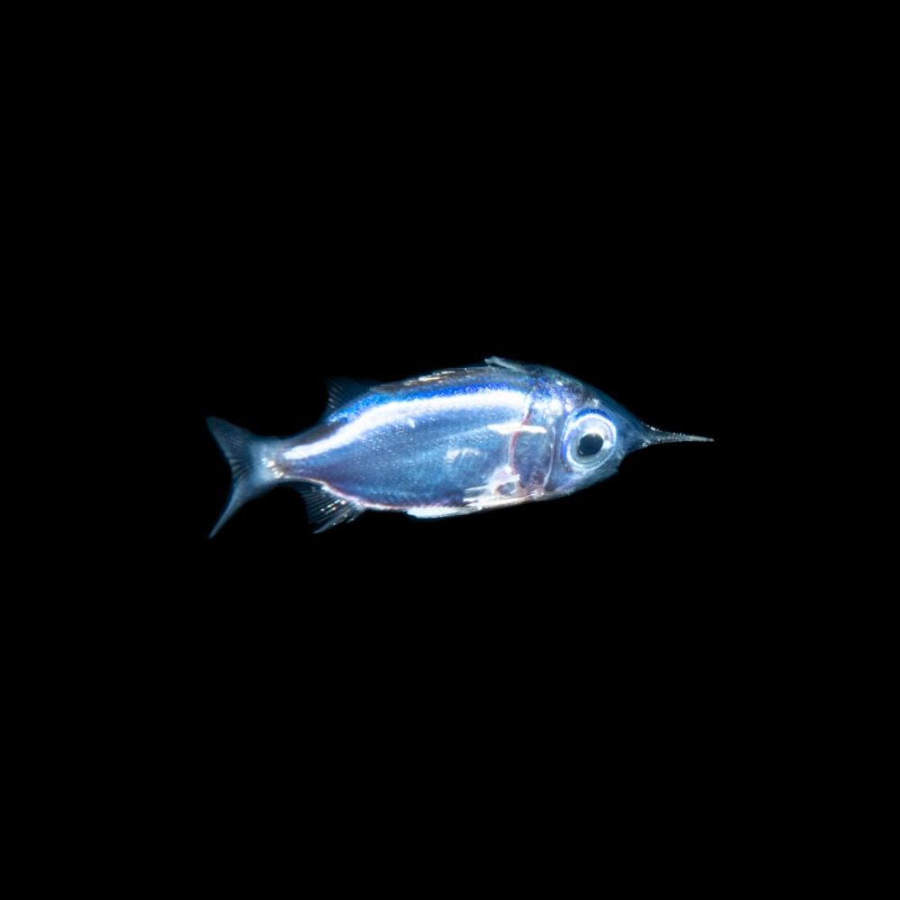Black Water Diving 2