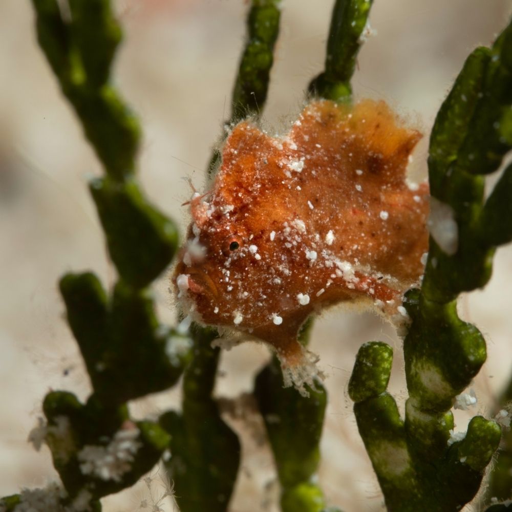 Digital underwater photography course 5